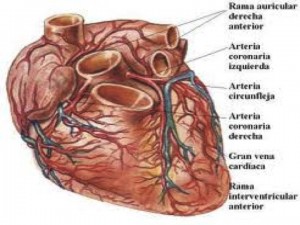 Diapositiva1