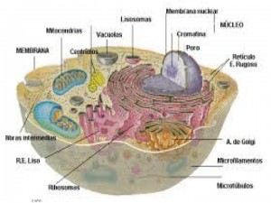 Diapositiva1